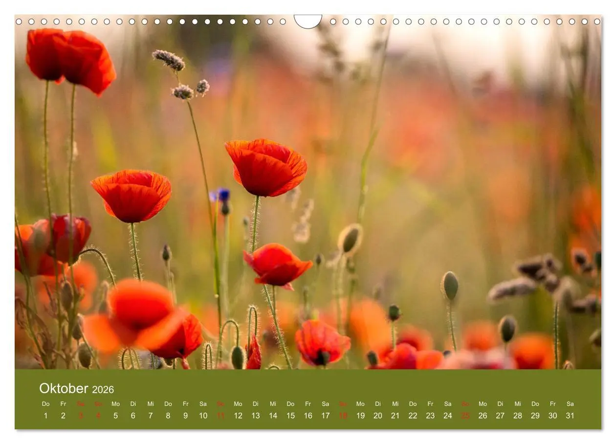 Bild: 9783457690680 | Mohnblumen Romantik (Wandkalender 2026 DIN A3 quer), CALVENDO...