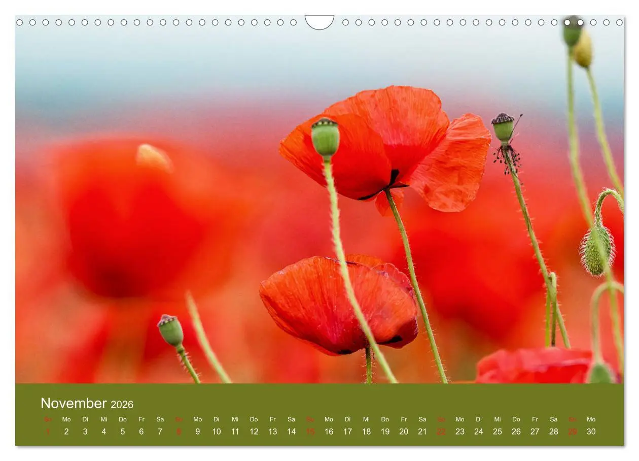 Bild: 9783457690680 | Mohnblumen Romantik (Wandkalender 2026 DIN A3 quer), CALVENDO...