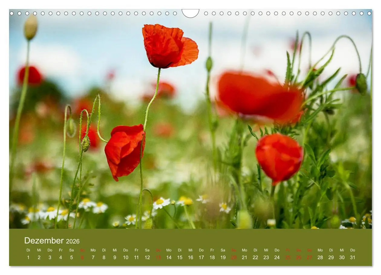 Bild: 9783457690680 | Mohnblumen Romantik (Wandkalender 2026 DIN A3 quer), CALVENDO...