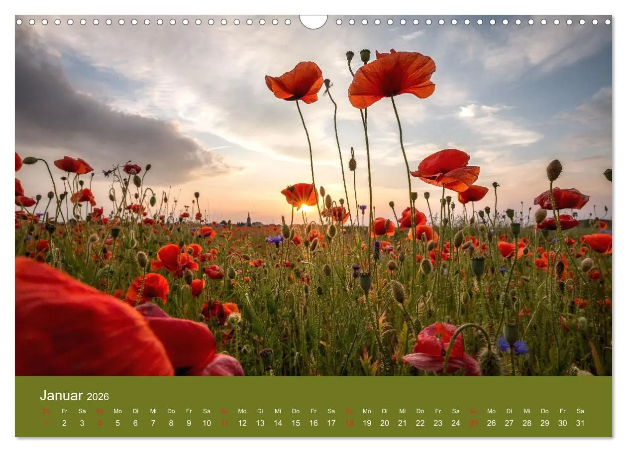 Bild: 9783457690680 | Mohnblumen Romantik (Wandkalender 2026 DIN A3 quer), CALVENDO...