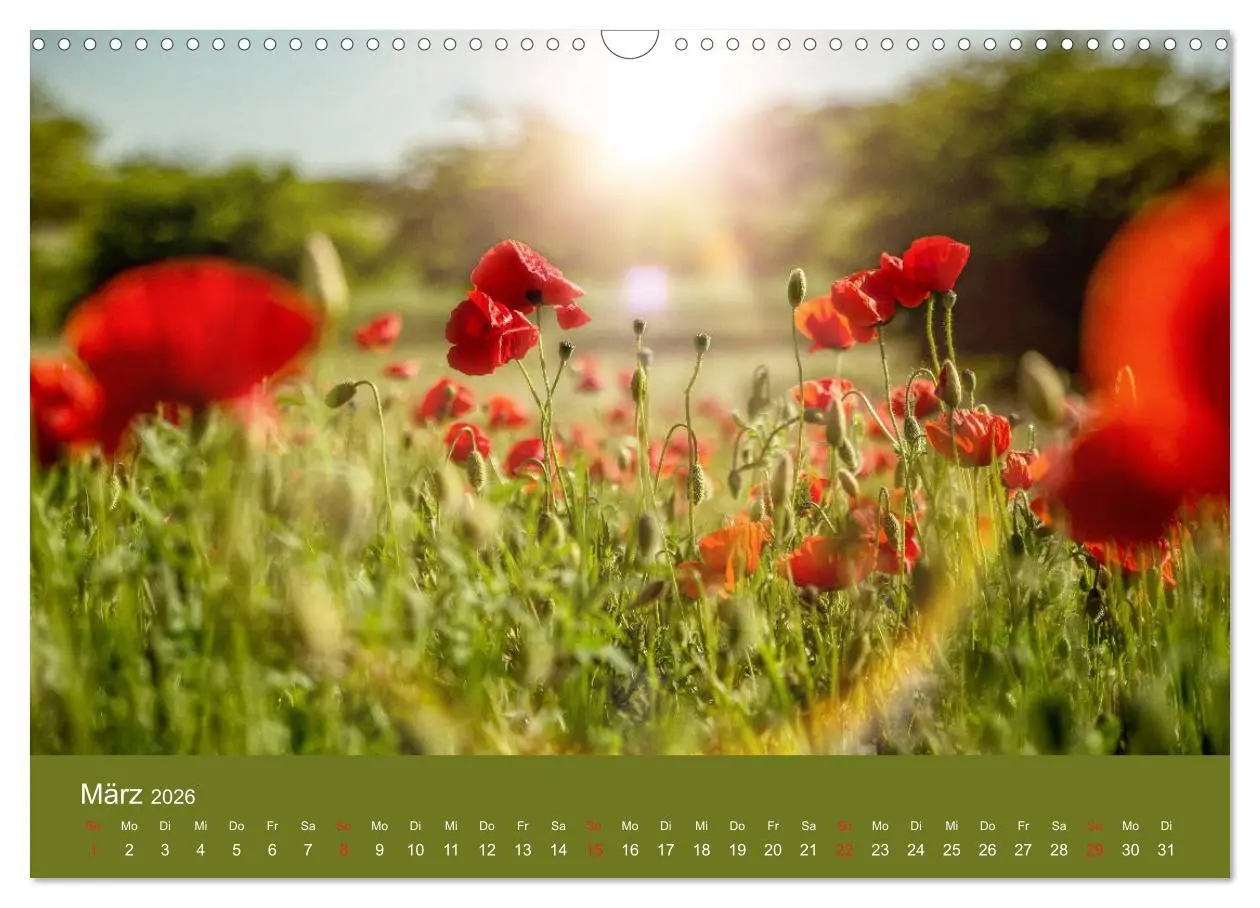 Bild: 9783457690680 | Mohnblumen Romantik (Wandkalender 2026 DIN A3 quer), CALVENDO...