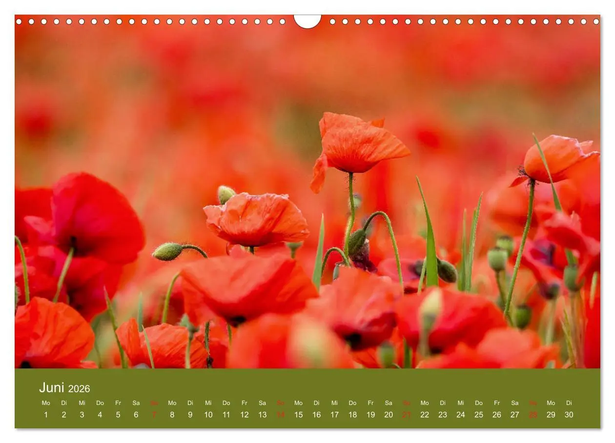 Bild: 9783457690680 | Mohnblumen Romantik (Wandkalender 2026 DIN A3 quer), CALVENDO...