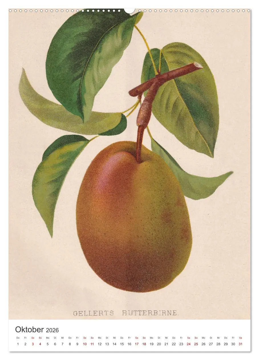 Bild: 9783516300680 | Alte Obstsorten - Birnen 2026 (hochwertiger Premium Wandkalender...