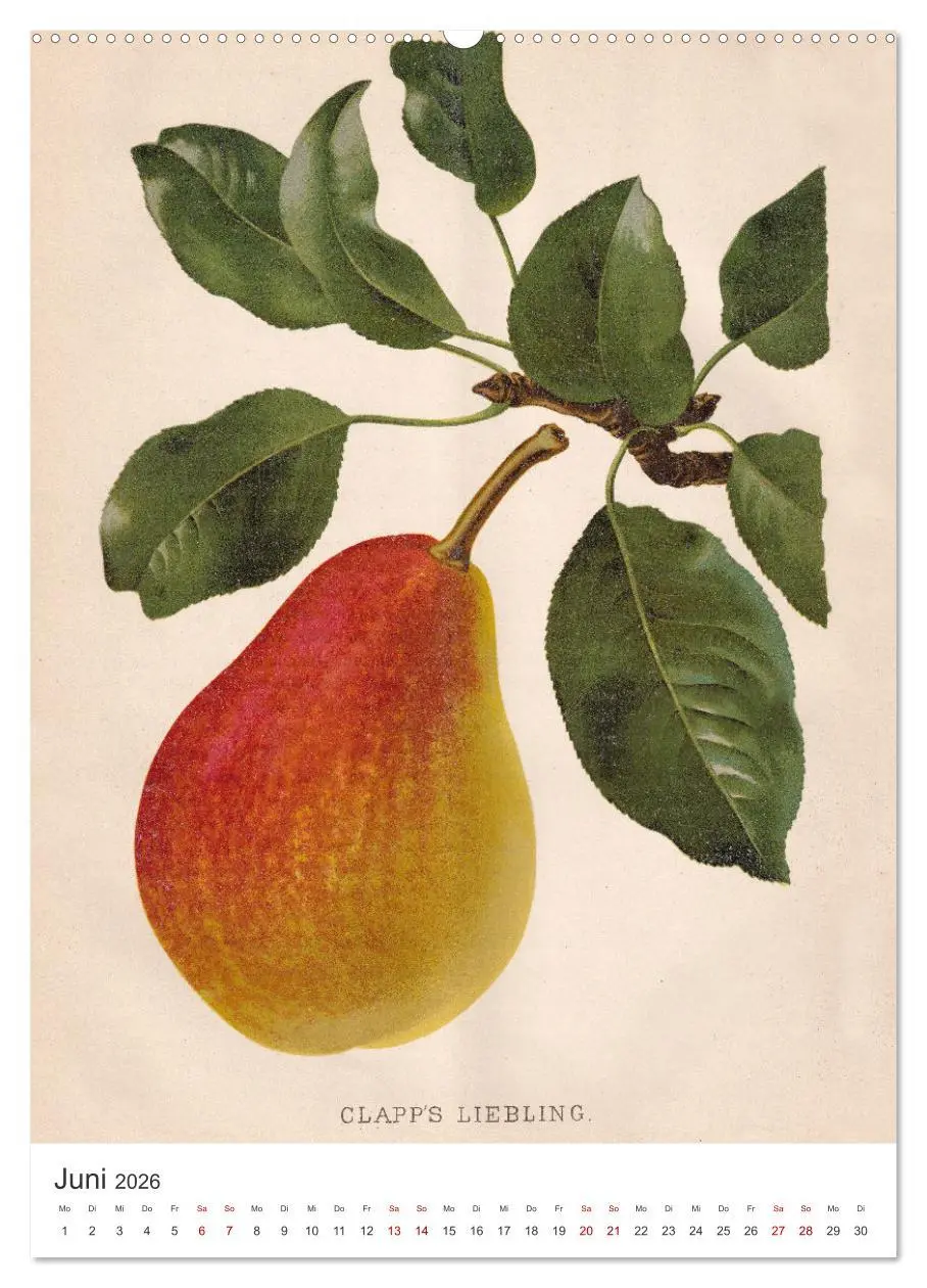 Bild: 9783516300680 | Alte Obstsorten - Birnen 2026 (hochwertiger Premium Wandkalender...