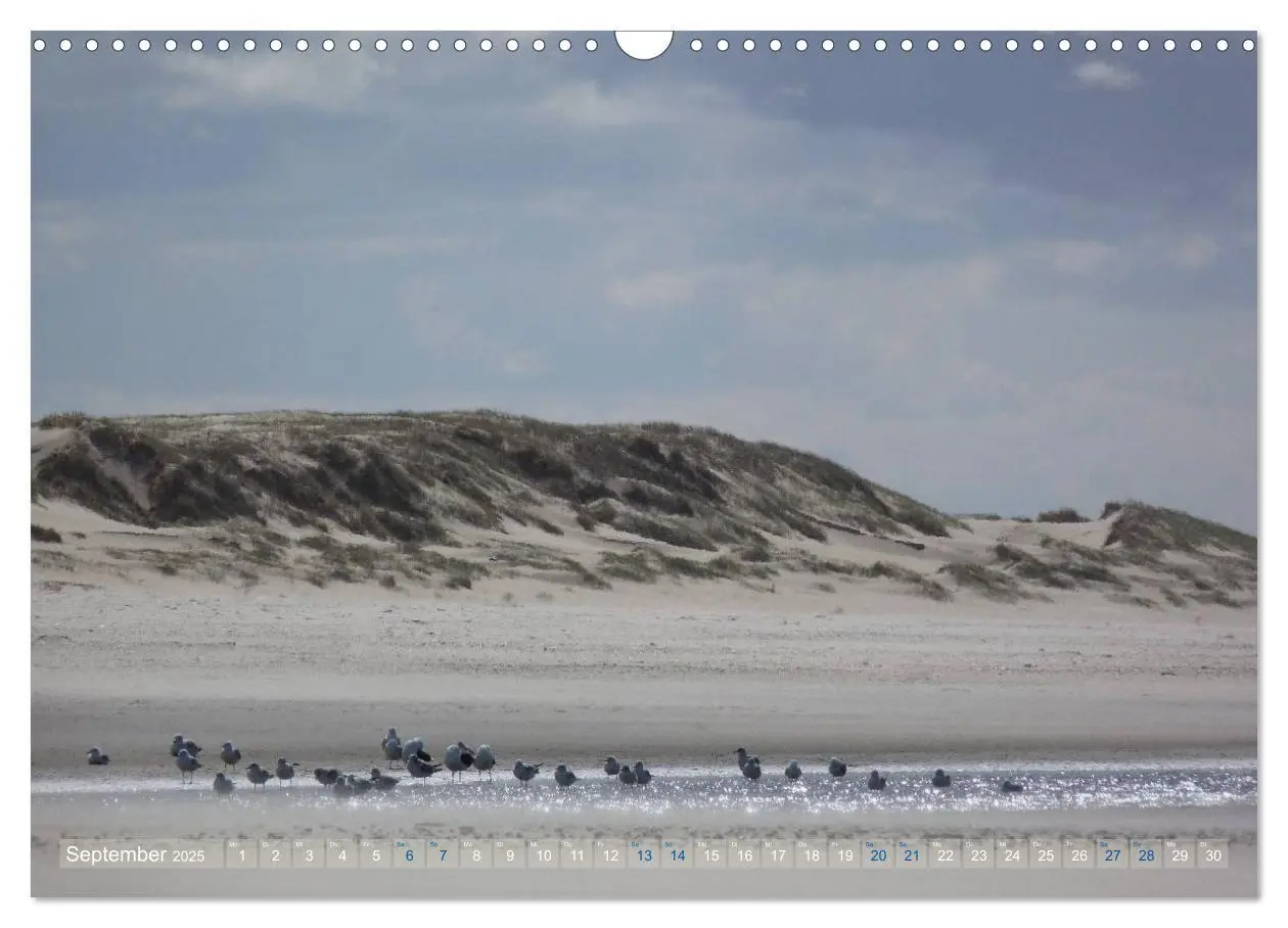 Bild: 9783435660780 | Texel. Neue Dünen (Wandkalender 2025 DIN A3 quer), CALVENDO...