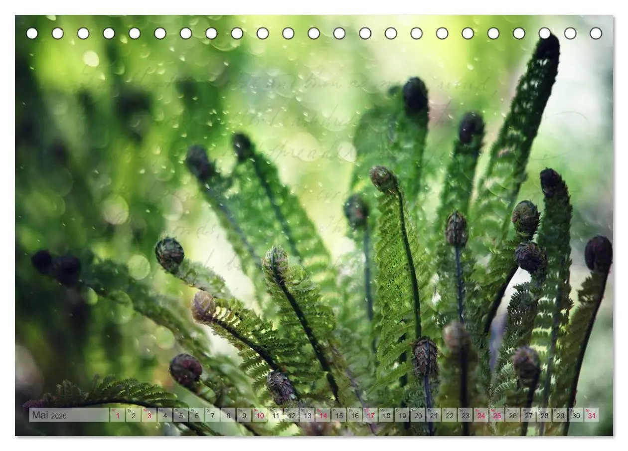 Bild: 9783516150780 | Vintage Nature - Romantische Naturaufnahmen (Tischkalender 2026 DIN...