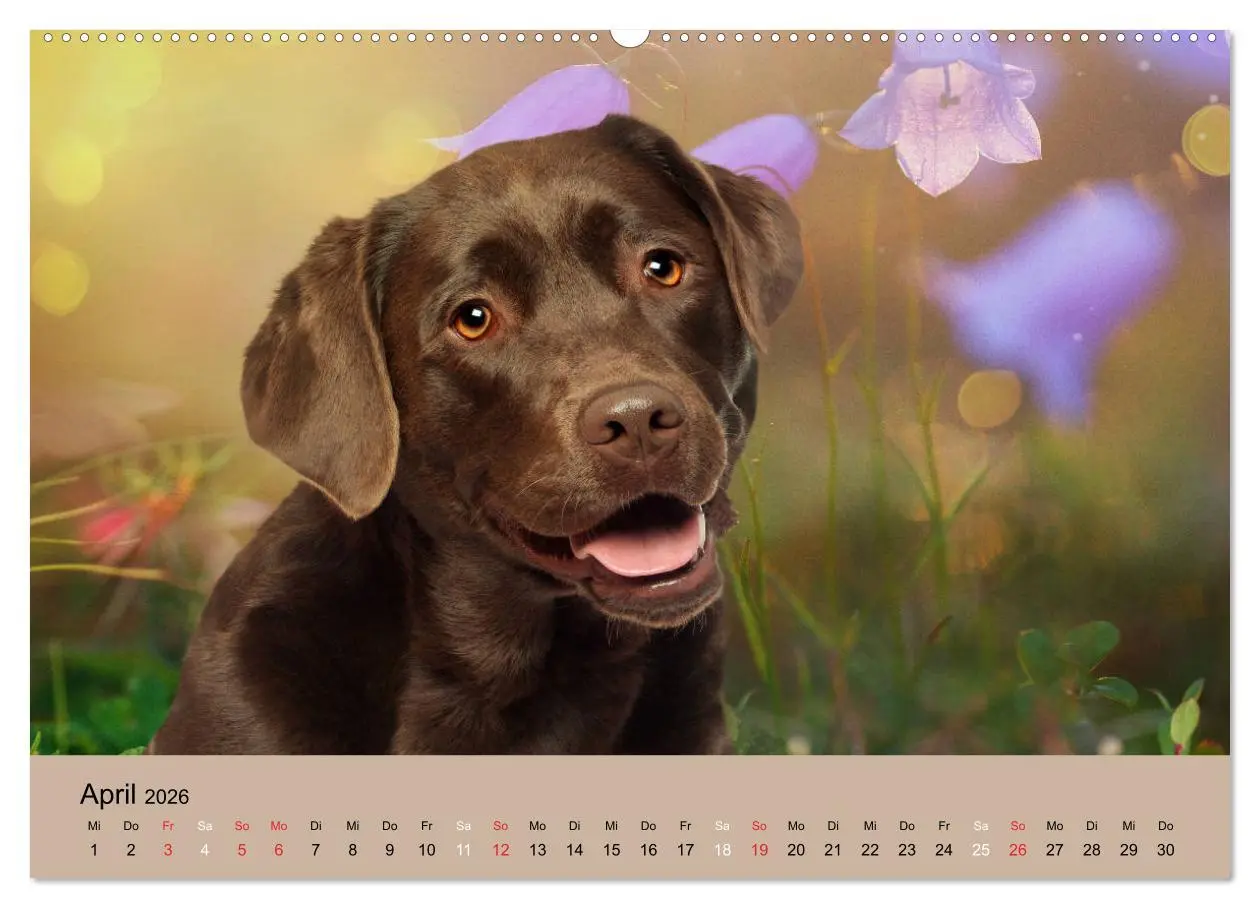 Bild: 9783457670880 | Labrador Retriever unsere Freunde (hochwertiger Premium...