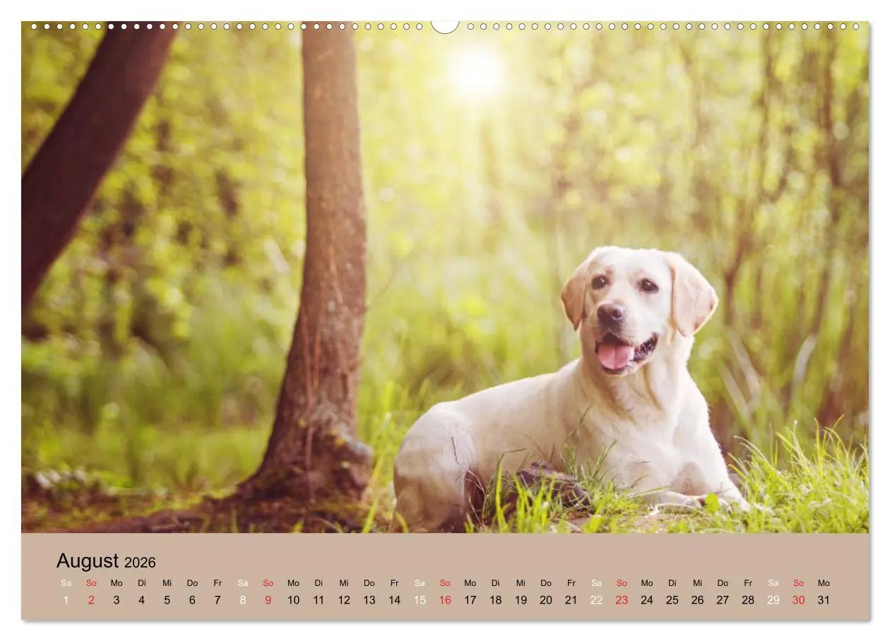 Bild: 9783457670880 | Labrador Retriever unsere Freunde (hochwertiger Premium...