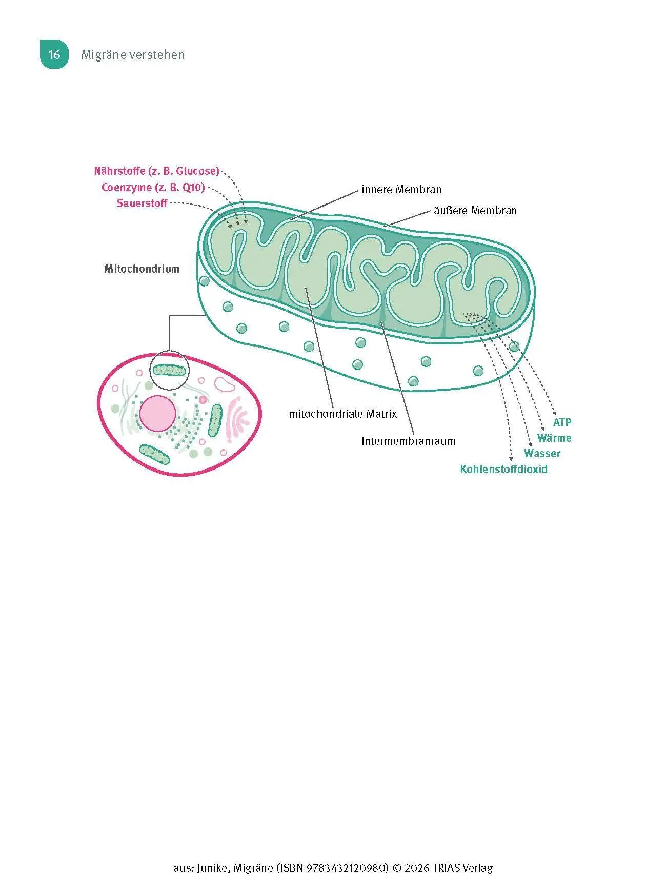 Bild: 9783432120980 | Naturheilpraxis Migräne | Kathrin-Lisa Junike | Taschenbuch | 132 S.