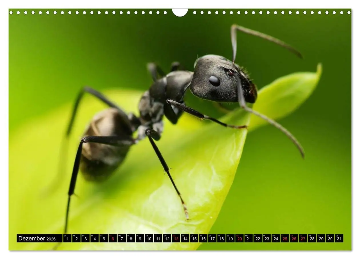 Bild: 9783516130980 | Insekten ¿ Bizarre Naturwunder (Wandkalender 2026 DIN A3 quer),...