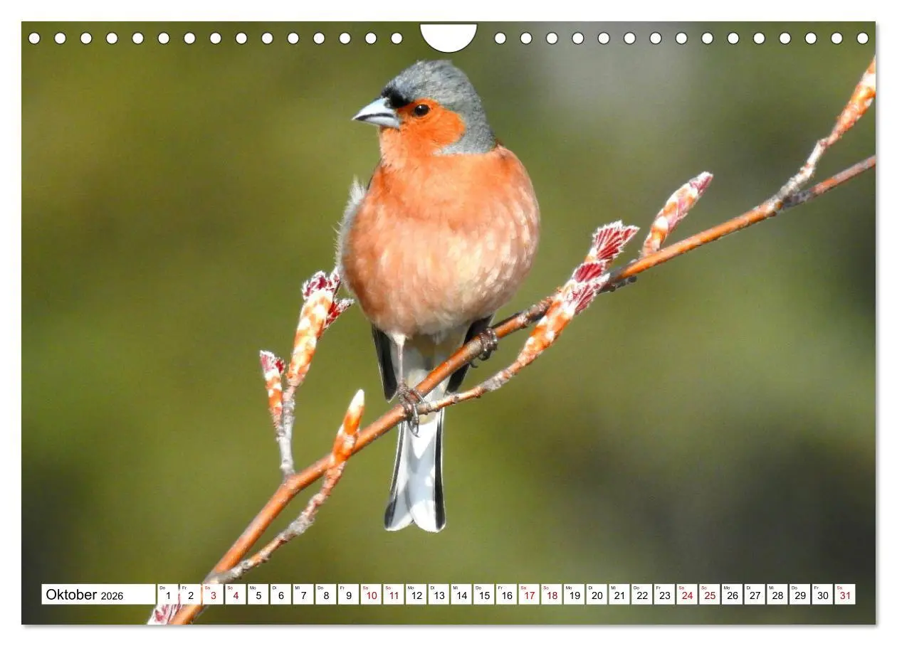 Bild: 9783457931080 | Vogelkalender (Wandkalender 2026 DIN A4 quer), CALVENDO Monatskalender