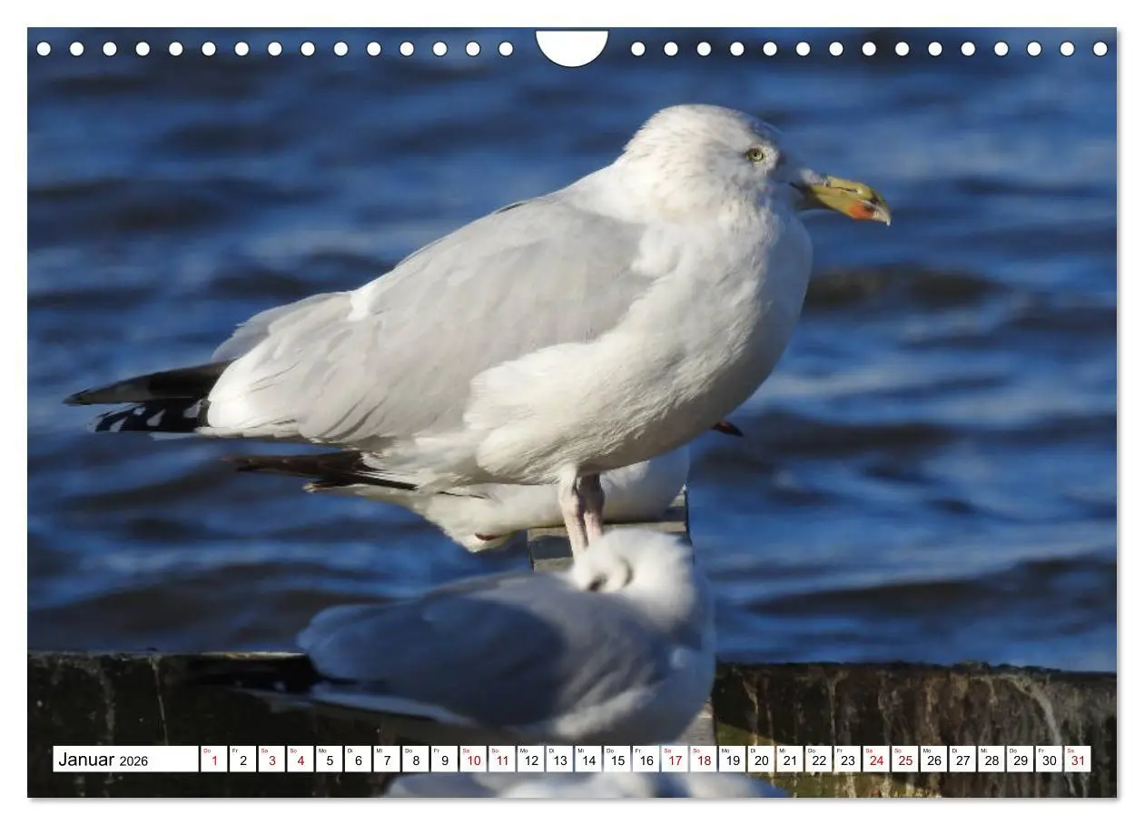 Bild: 9783457931080 | Vogelkalender (Wandkalender 2026 DIN A4 quer), CALVENDO Monatskalender