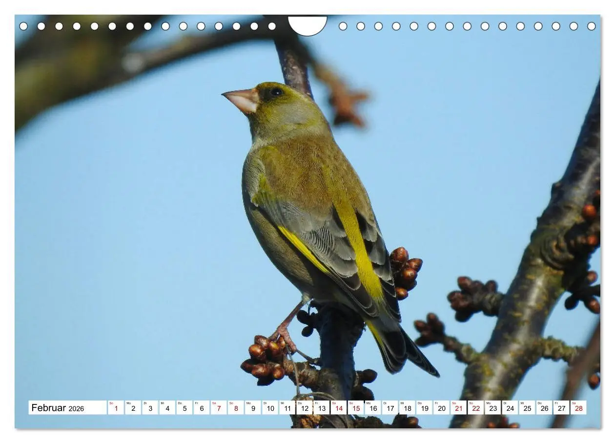 Bild: 9783457931080 | Vogelkalender (Wandkalender 2026 DIN A4 quer), CALVENDO Monatskalender