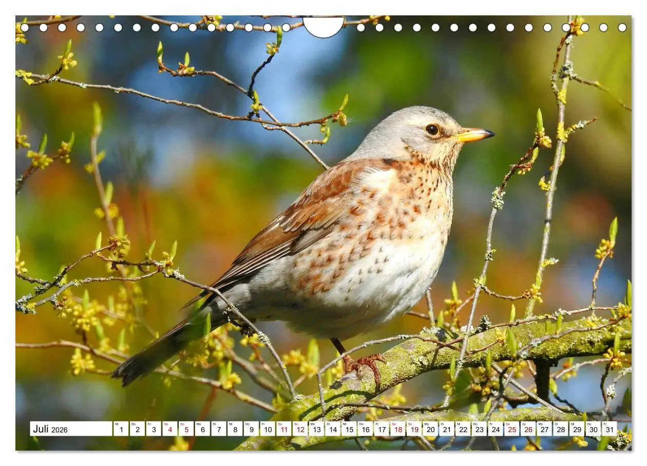 Bild: 9783457931080 | Vogelkalender (Wandkalender 2026 DIN A4 quer), CALVENDO Monatskalender