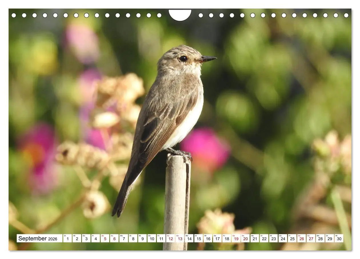 Bild: 9783457931080 | Vogelkalender (Wandkalender 2026 DIN A4 quer), CALVENDO Monatskalender