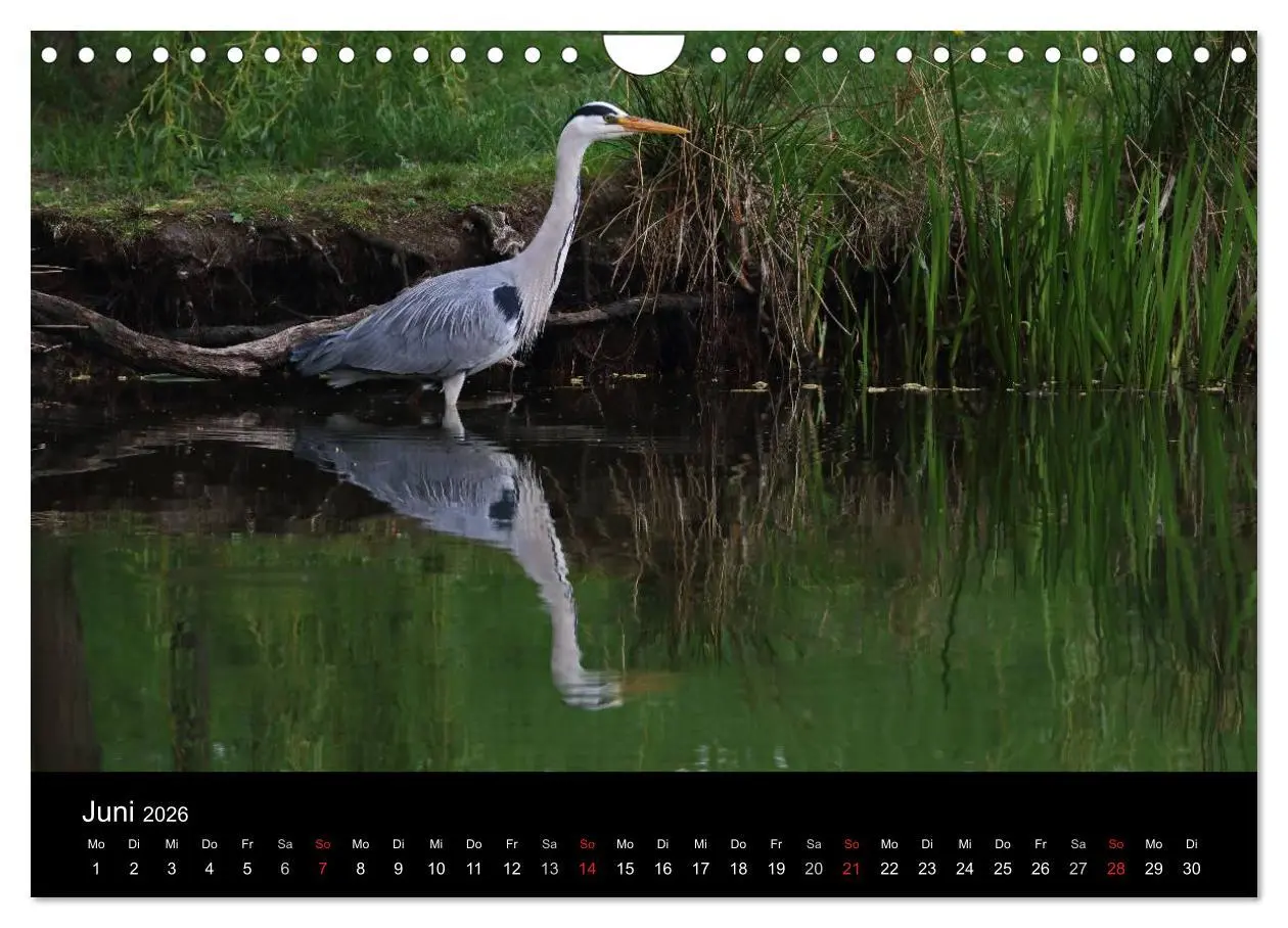 Bild: 9783516021080 | Aus dem Leben der Graureiher (Wandkalender 2026 DIN A4 quer),...