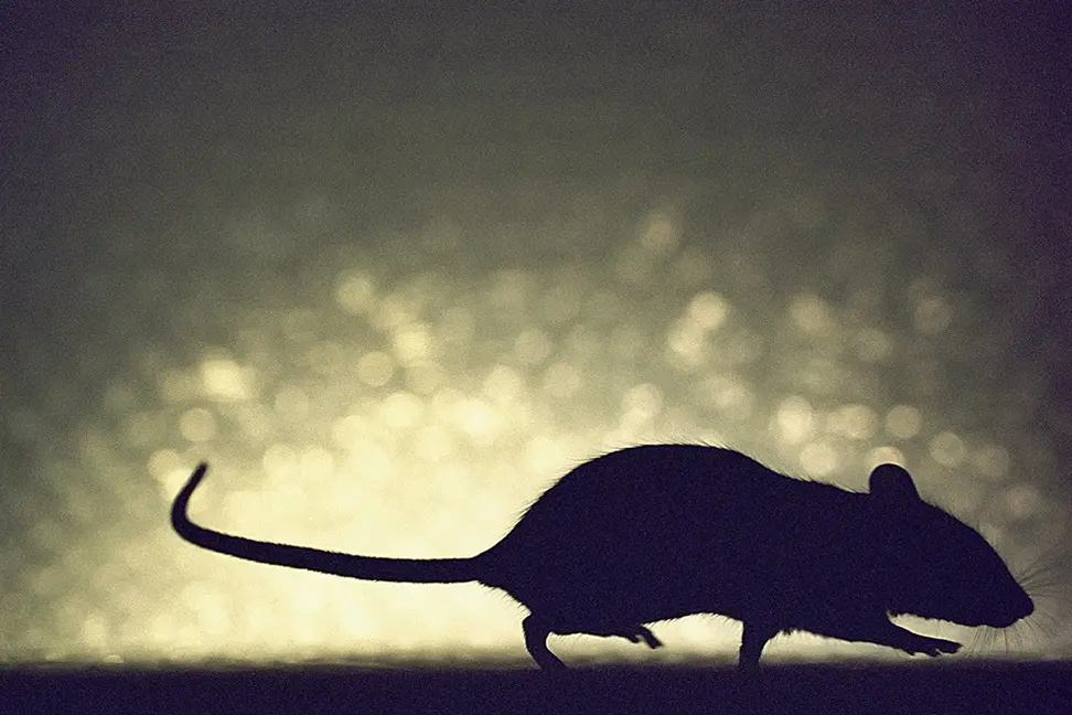Bild: 9783903101180 | THANK YOU, MOUSE! | Hans-Jürgen Koch (u. a.) | Buch | 96 S. | Deutsch