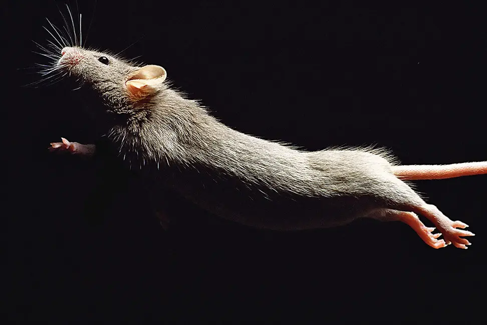Bild: 9783903101180 | THANK YOU, MOUSE! | Hans-Jürgen Koch (u. a.) | Buch | 96 S. | Deutsch