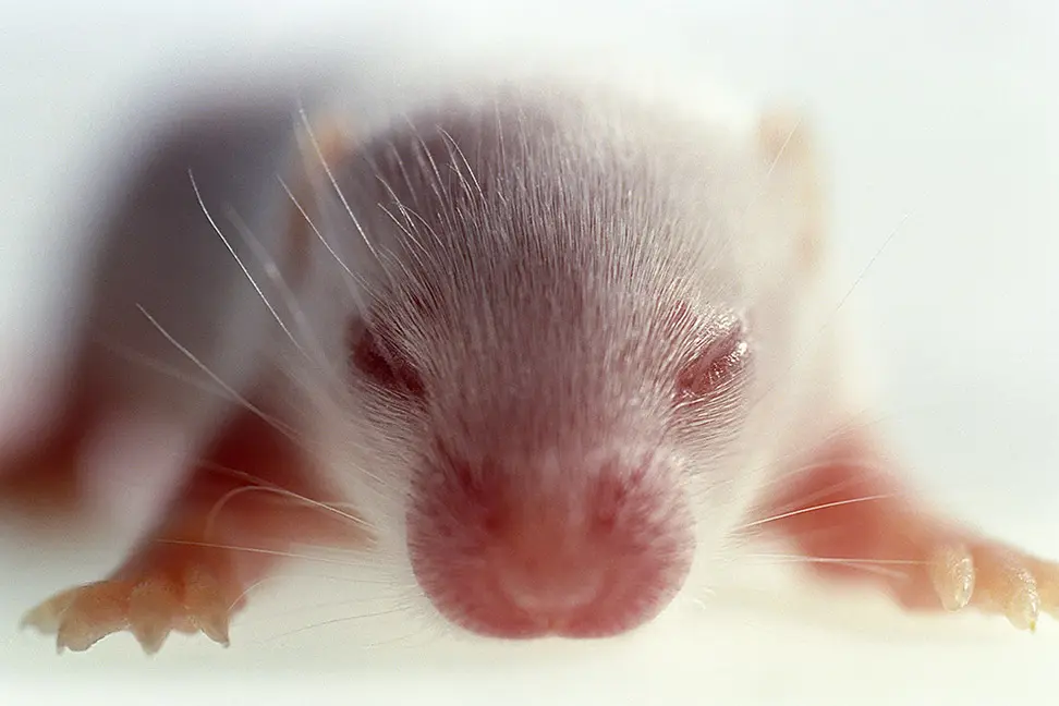 Bild: 9783903101180 | THANK YOU, MOUSE! | Hans-Jürgen Koch (u. a.) | Buch | 96 S. | Deutsch