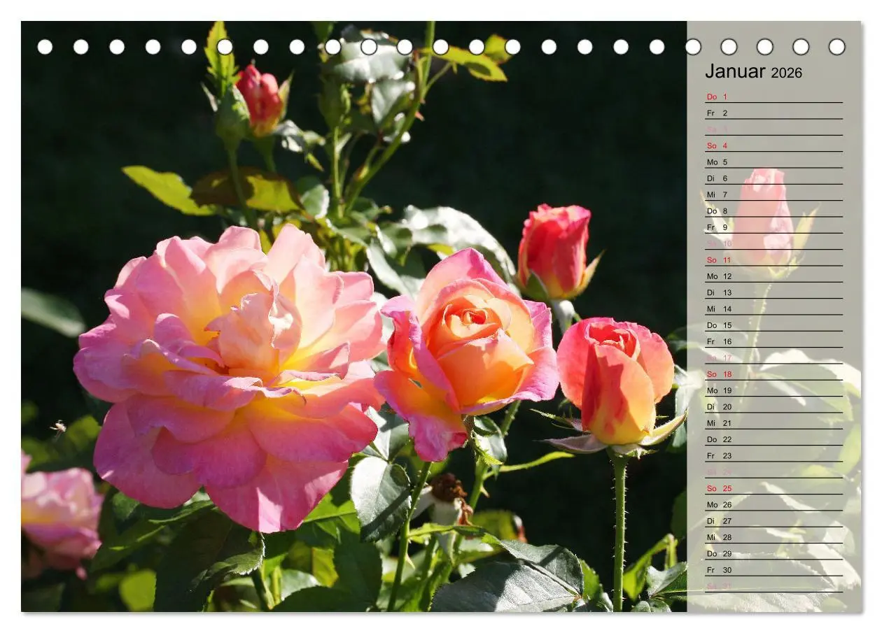 Bild: 9783457381380 | Rosensommer (Tischkalender 2026 DIN A5 quer), CALVENDO Monatskalender