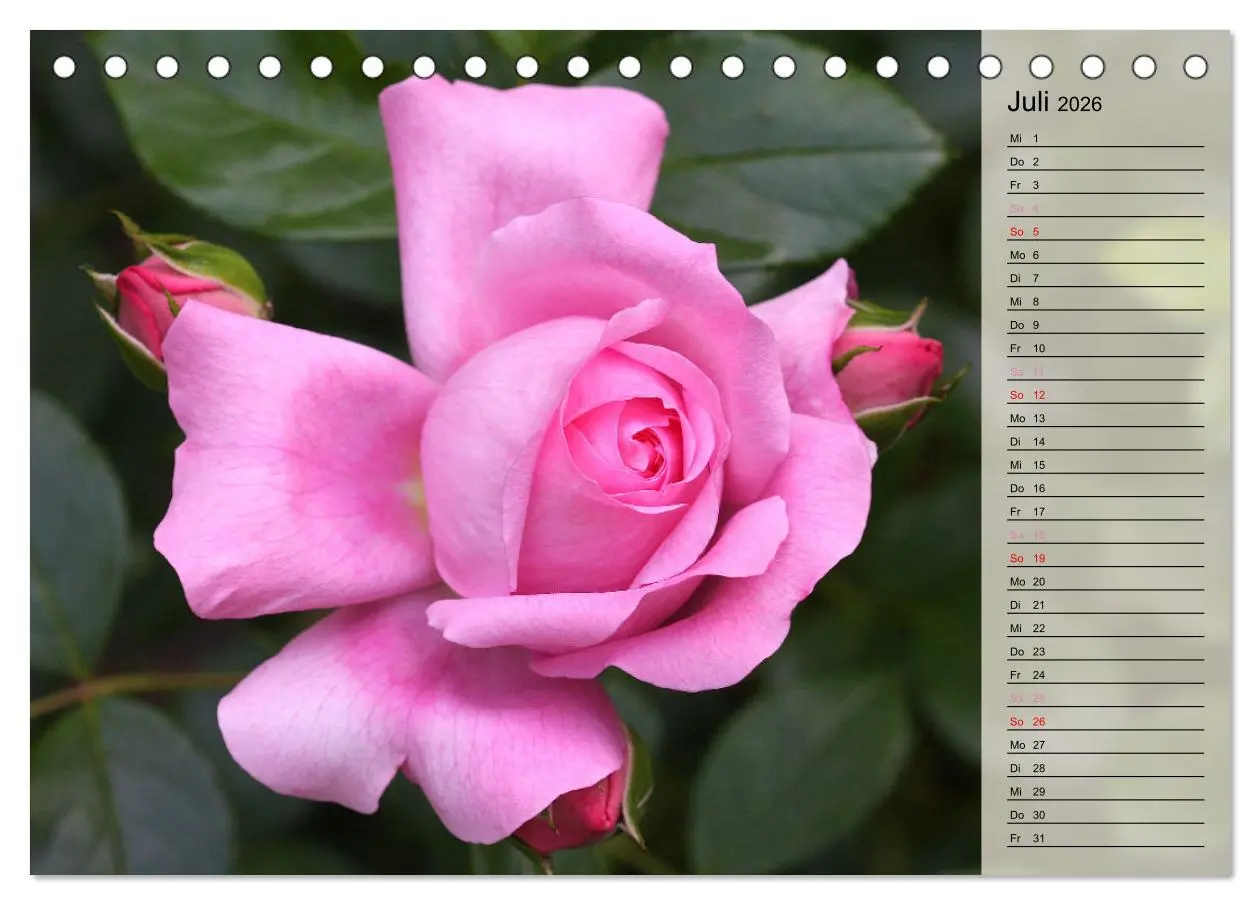 Bild: 9783457381380 | Rosensommer (Tischkalender 2026 DIN A5 quer), CALVENDO Monatskalender