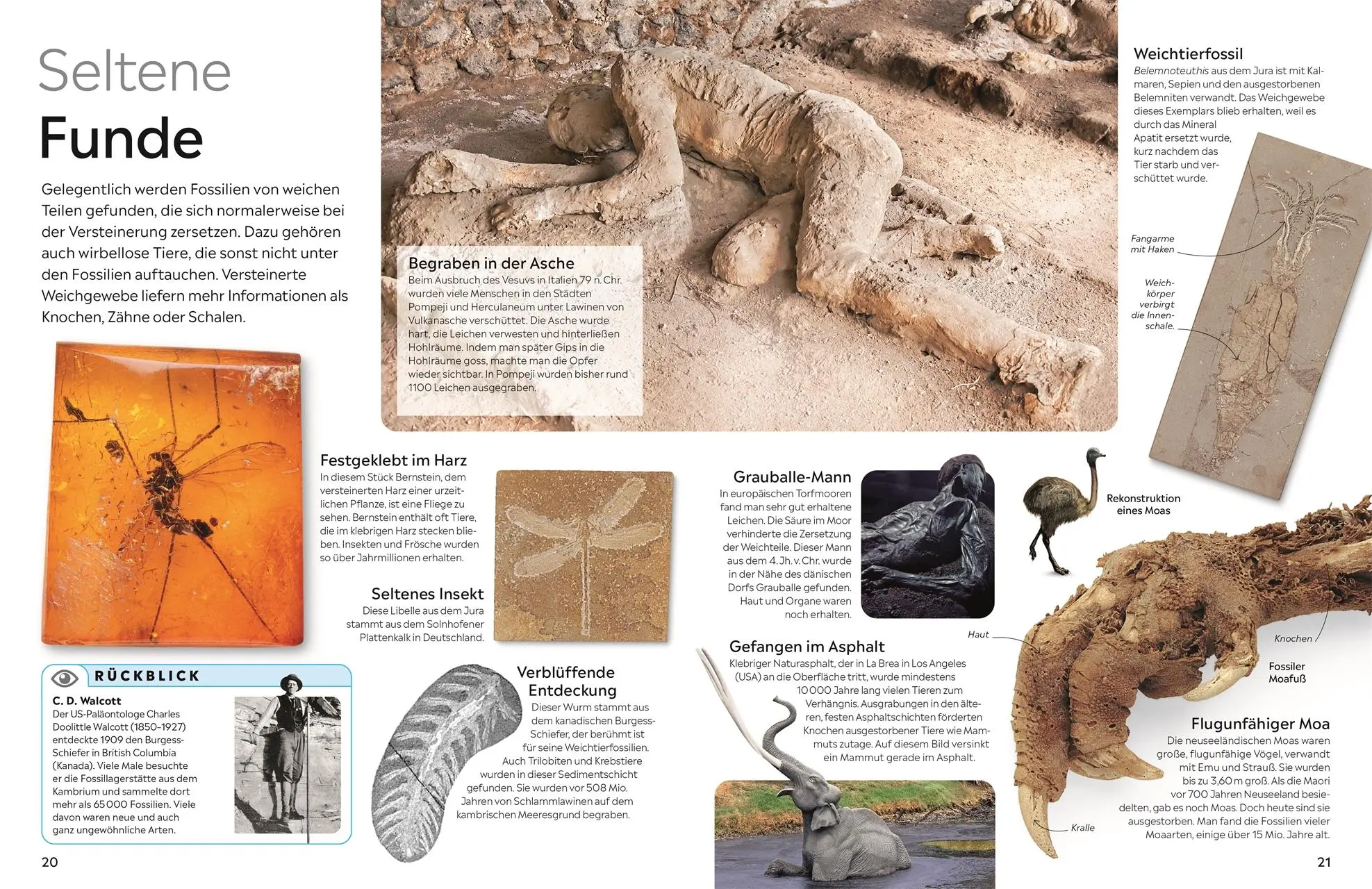 Bild: 9783831051380 | memo Wissen. Fossilien | Paul D. Taylor | Buch | 72 S. | Deutsch