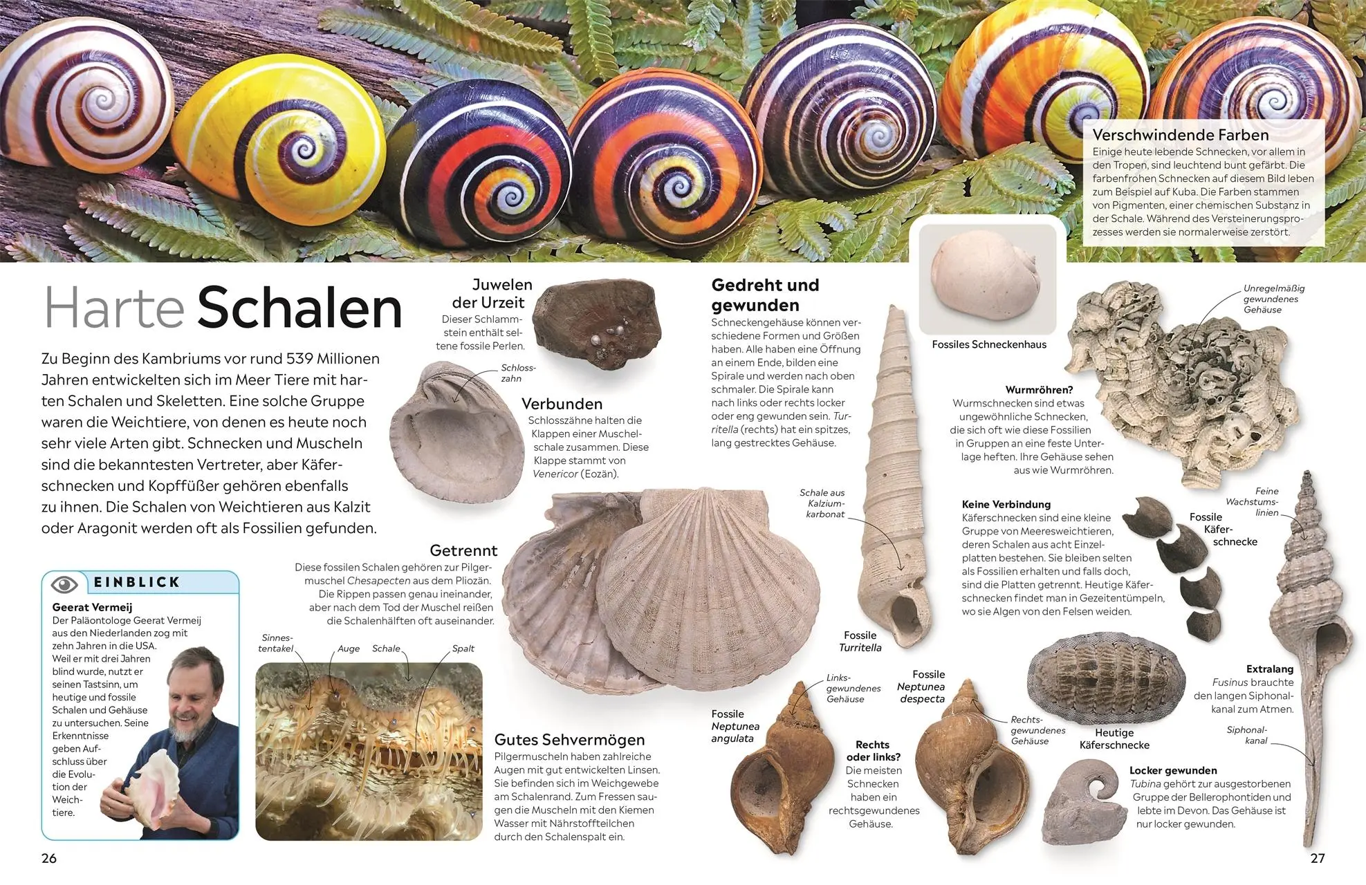 Bild: 9783831051380 | memo Wissen. Fossilien | Paul D. Taylor | Buch | 72 S. | Deutsch