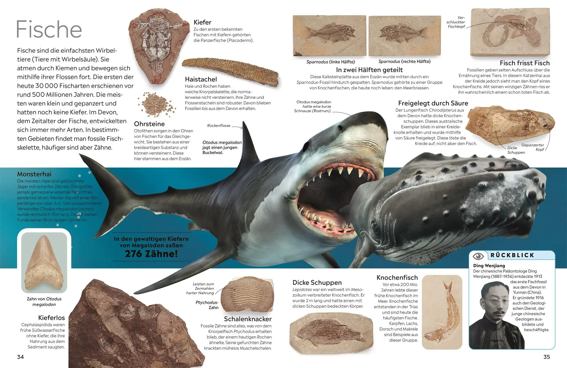 Bild: 9783831051380 | memo Wissen. Fossilien | Paul D. Taylor | Buch | 72 S. | Deutsch