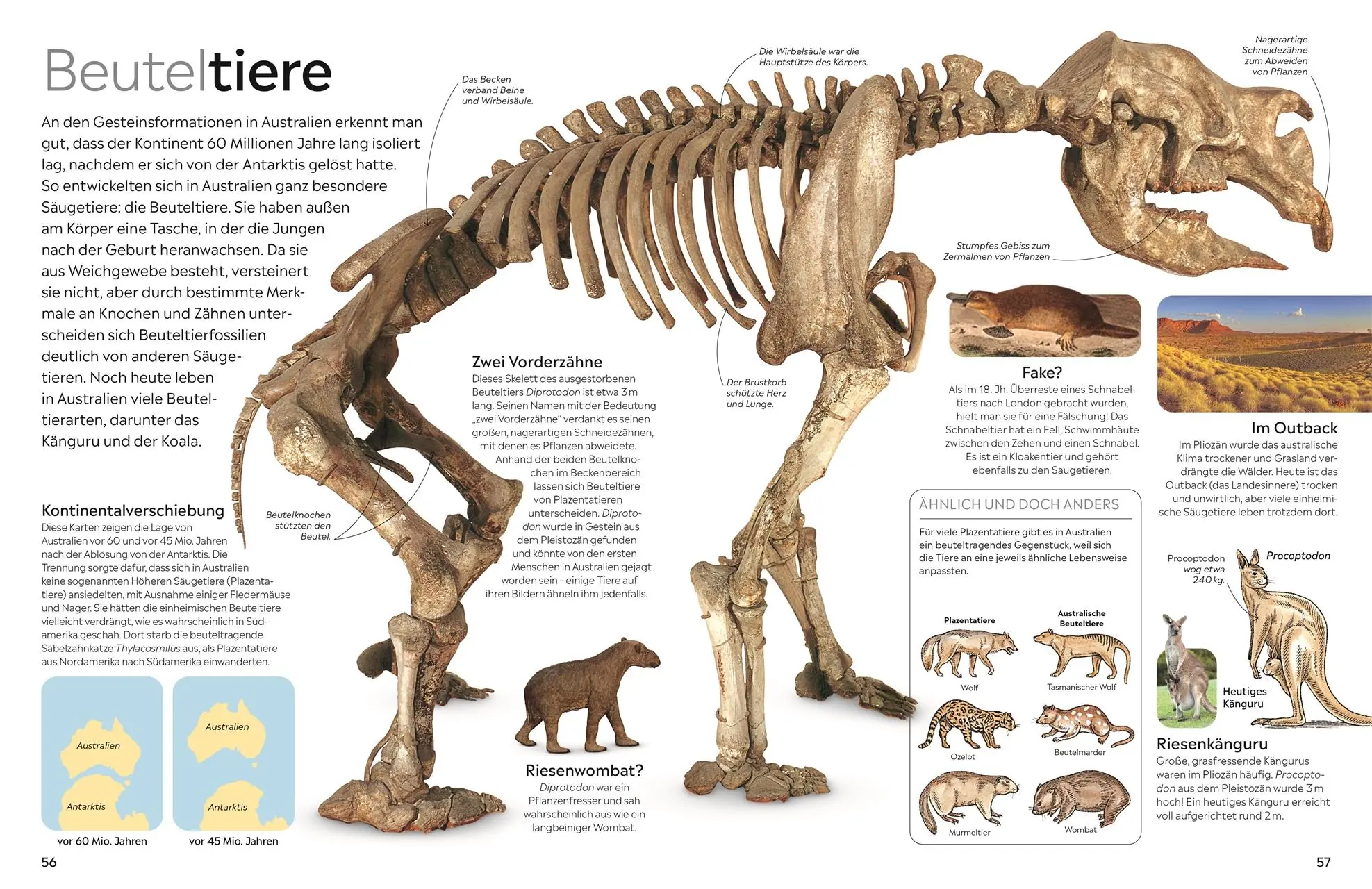 Bild: 9783831051380 | memo Wissen. Fossilien | Paul D. Taylor | Buch | 72 S. | Deutsch