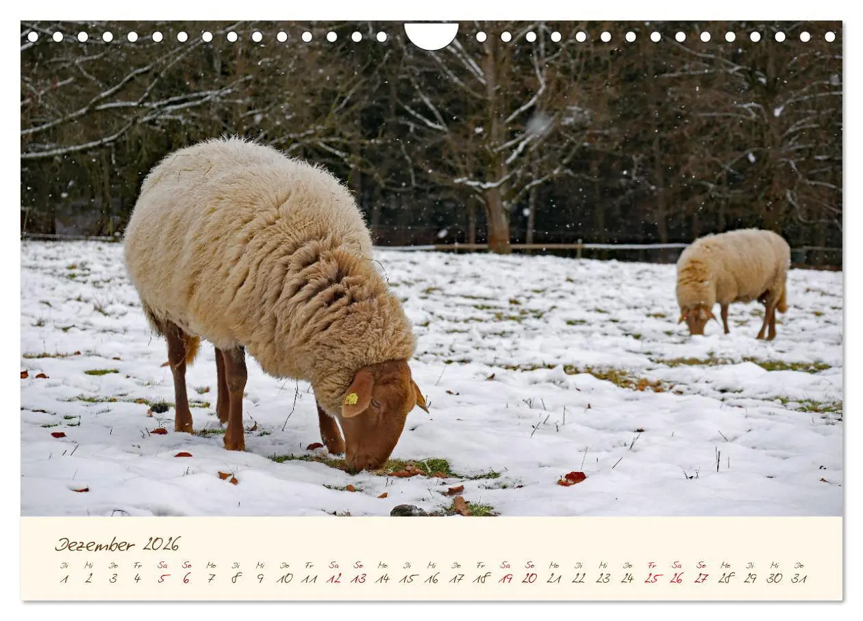 Bild: 9783457741580 | Coburger Fuchsschaf (Wandkalender 2026 DIN A4 quer), CALVENDO...