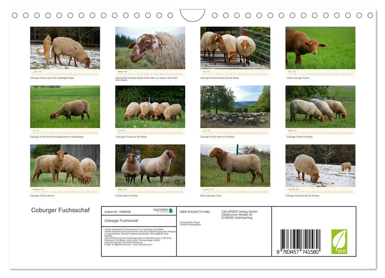Bild: 9783457741580 | Coburger Fuchsschaf (Wandkalender 2026 DIN A4 quer), CALVENDO...