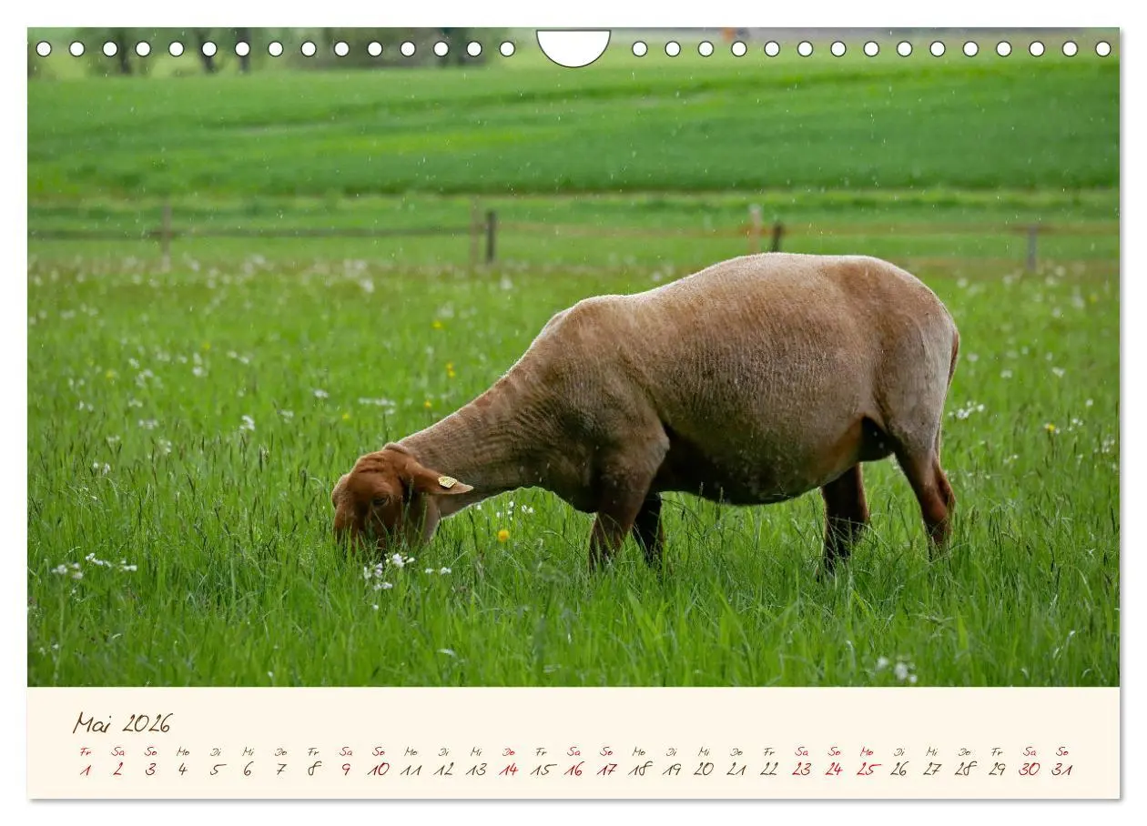 Bild: 9783457741580 | Coburger Fuchsschaf (Wandkalender 2026 DIN A4 quer), CALVENDO...