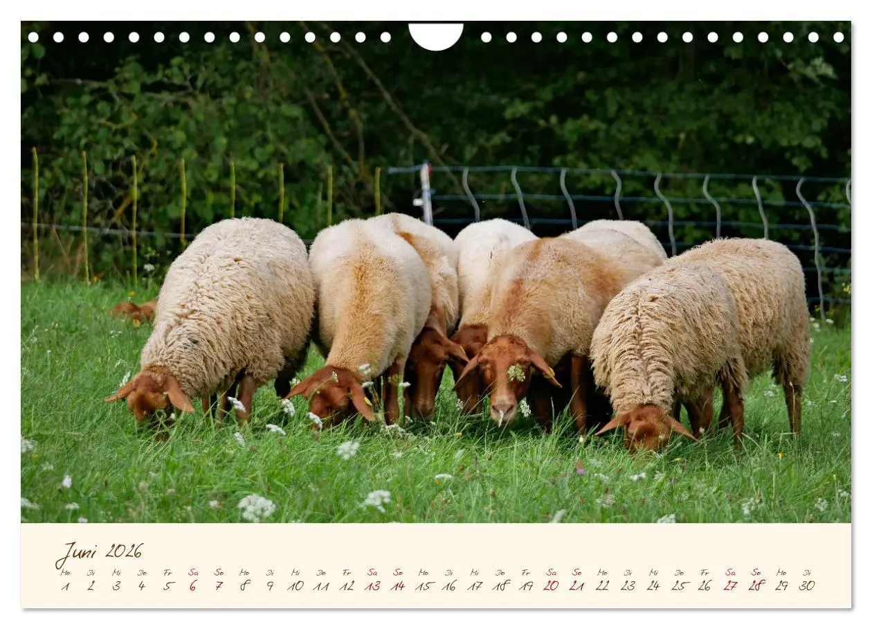 Bild: 9783457741580 | Coburger Fuchsschaf (Wandkalender 2026 DIN A4 quer), CALVENDO...