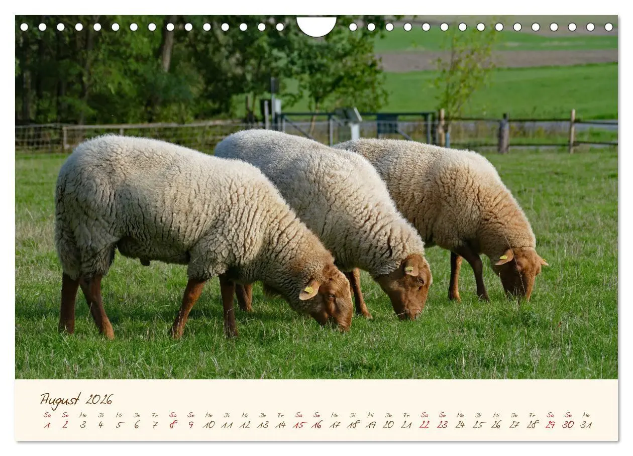 Bild: 9783457741580 | Coburger Fuchsschaf (Wandkalender 2026 DIN A4 quer), CALVENDO...