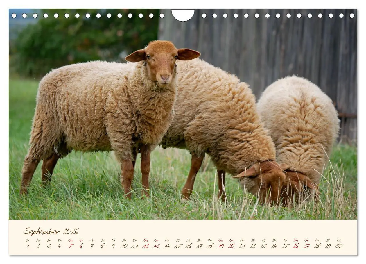 Bild: 9783457741580 | Coburger Fuchsschaf (Wandkalender 2026 DIN A4 quer), CALVENDO...