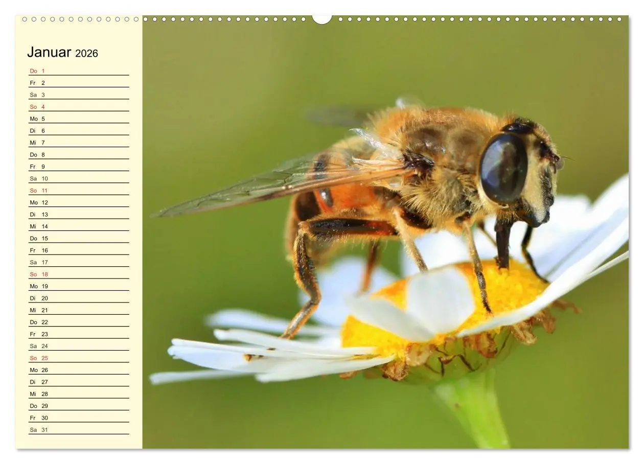 Bild: 9783457981580 | Fleißige Bienen. Von der Blüte bis zum Honig (hochwertiger Premium...