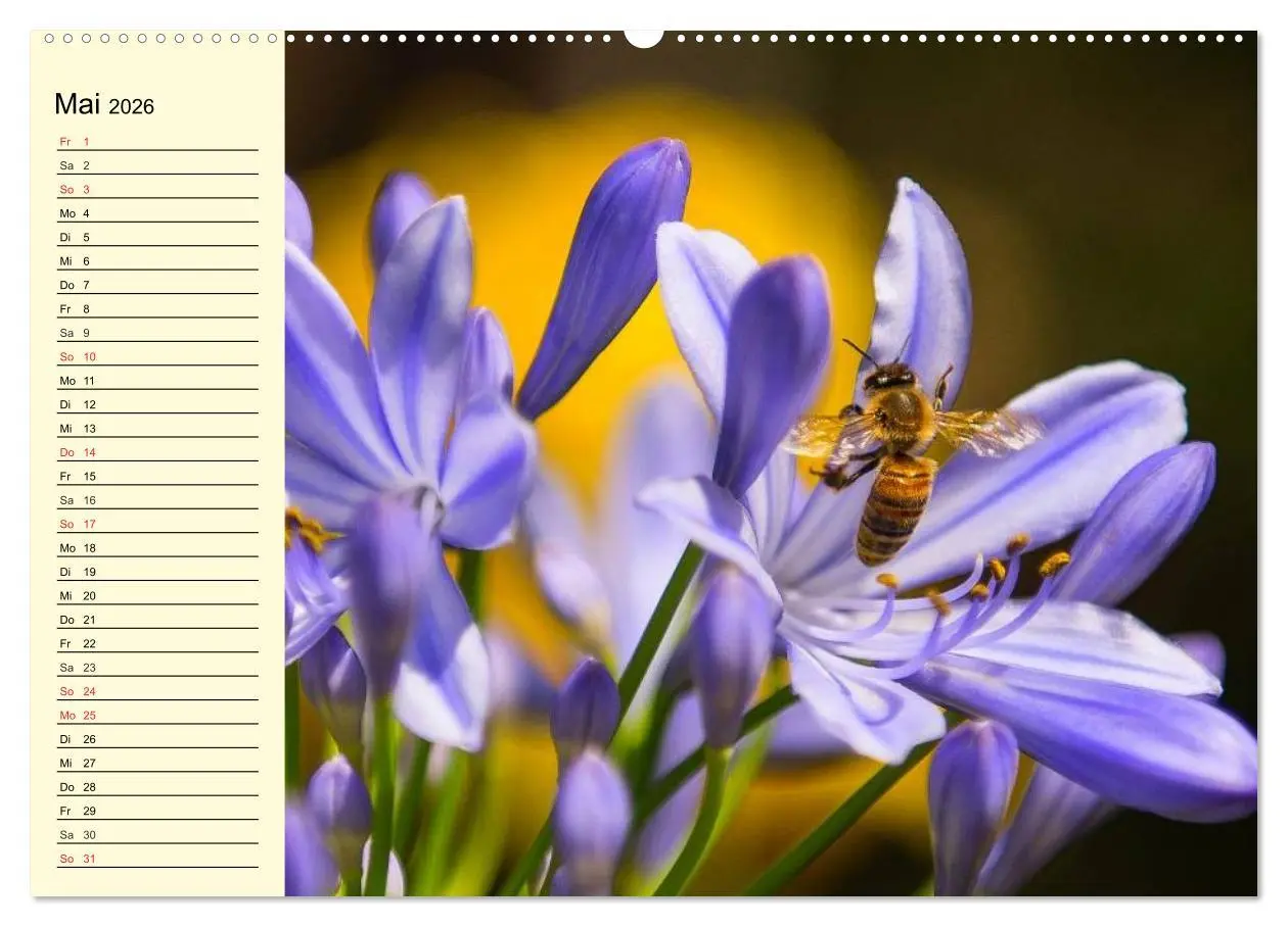 Bild: 9783457981580 | Fleißige Bienen. Von der Blüte bis zum Honig (hochwertiger Premium...