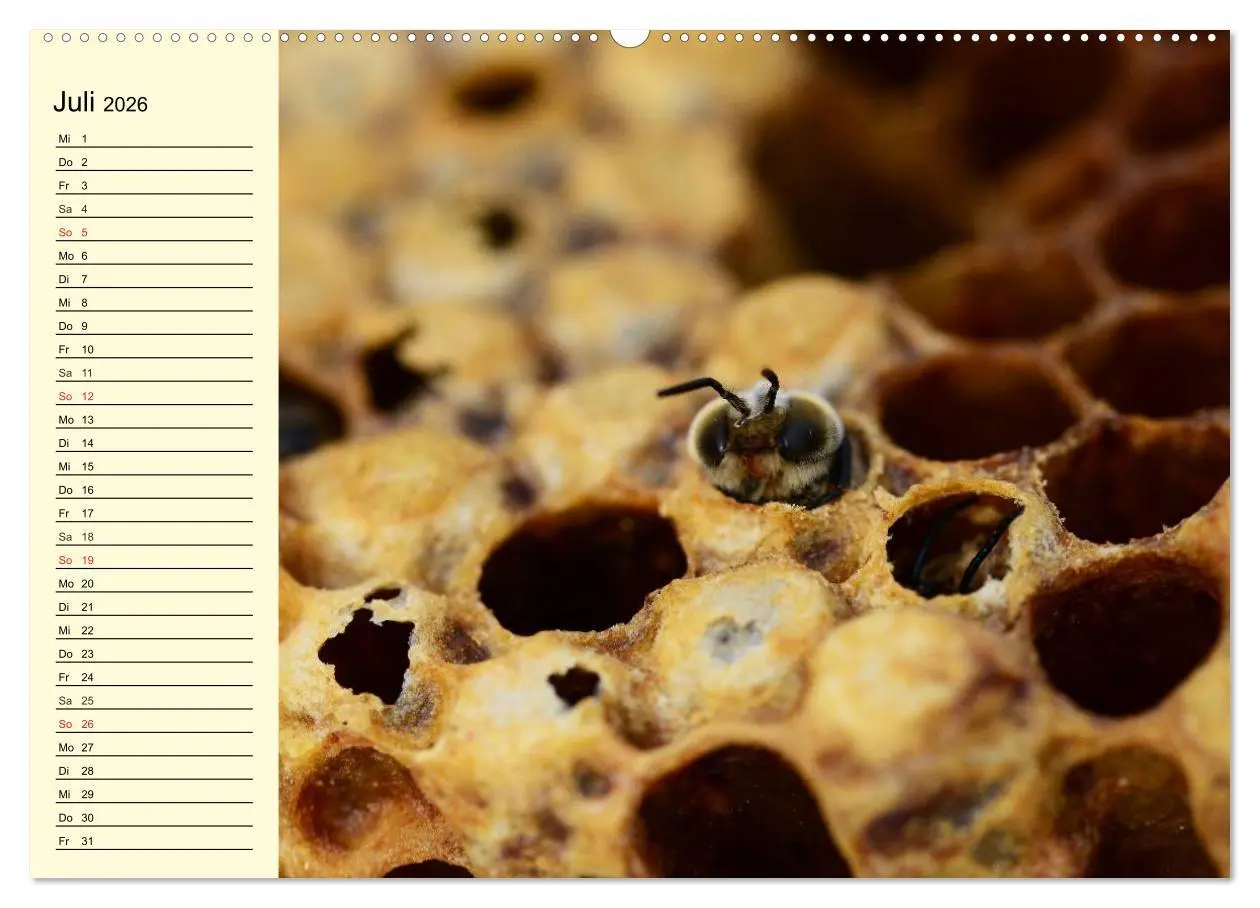 Bild: 9783457981580 | Fleißige Bienen. Von der Blüte bis zum Honig (hochwertiger Premium...