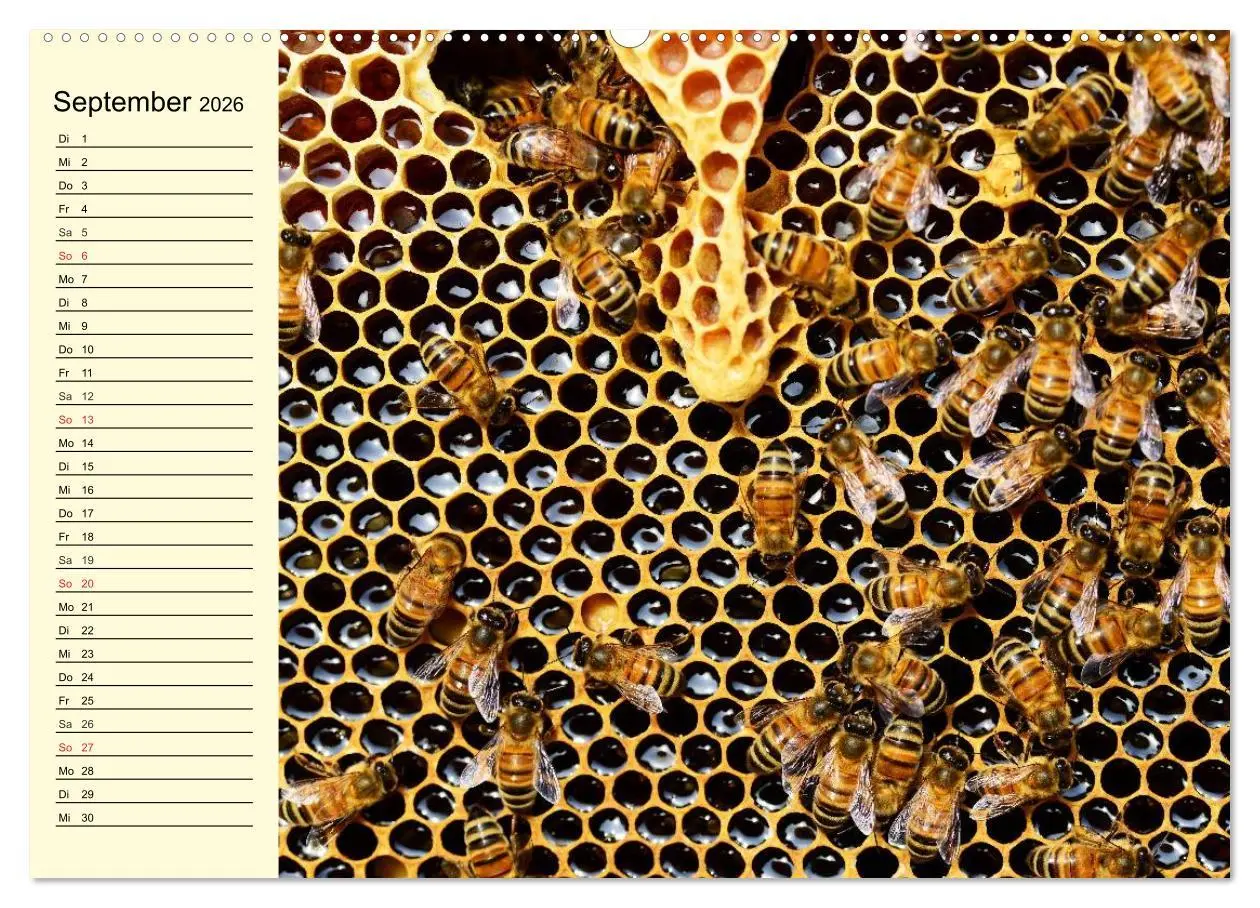 Bild: 9783457981580 | Fleißige Bienen. Von der Blüte bis zum Honig (hochwertiger Premium...