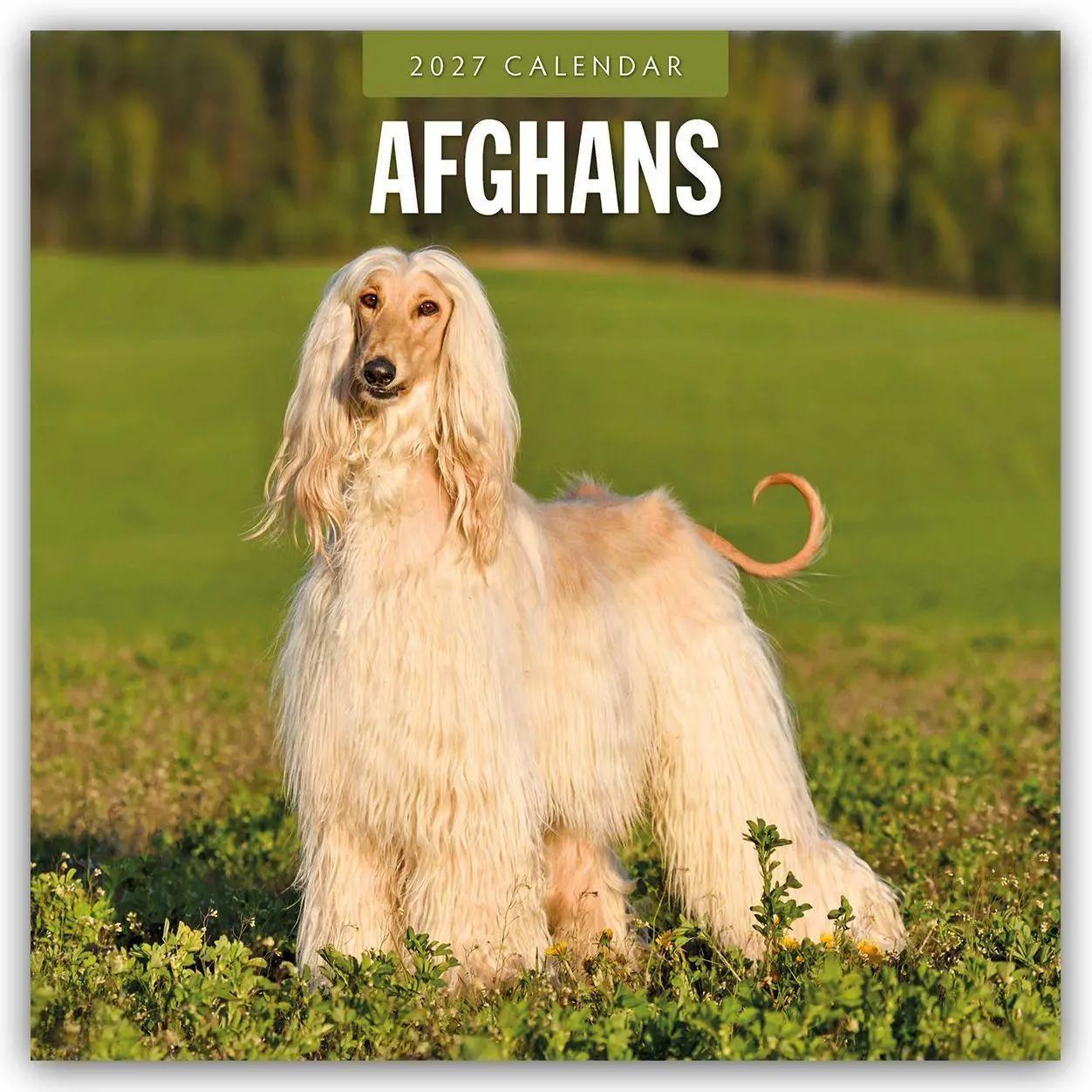 Cover: 9781837011780 | Afghans - Afghanischer Windhund 2027 - 16-Monatskalender | Robin Red