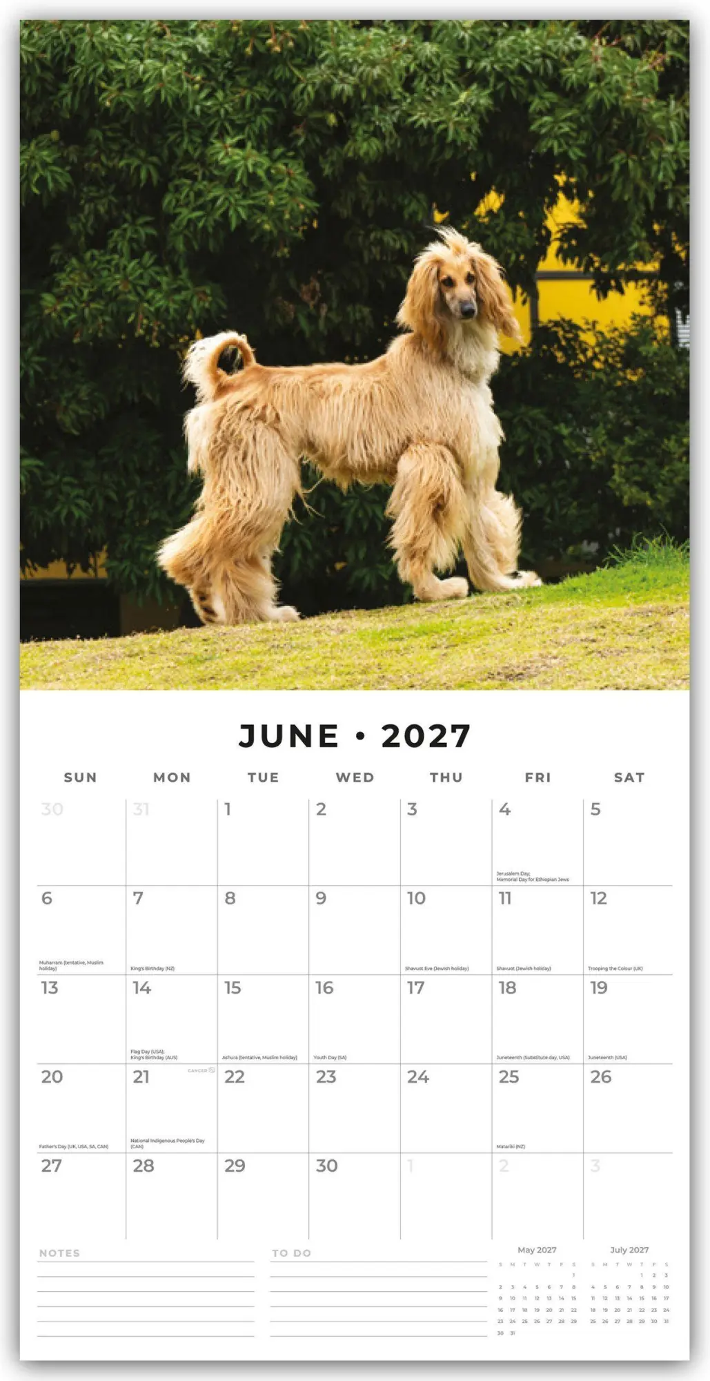 Bild: 9781837011780 | Afghans - Afghanischer Windhund 2027 - 16-Monatskalender | Robin Red