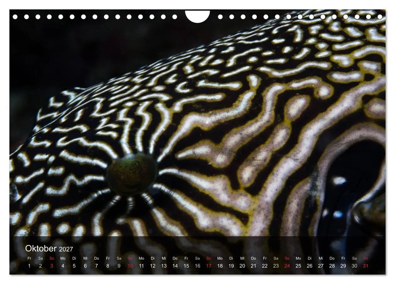 Bild: 9783594101780 | Unterwasser Strukuren (Wandkalender 2027 DIN A4 quer), CALVENDO...