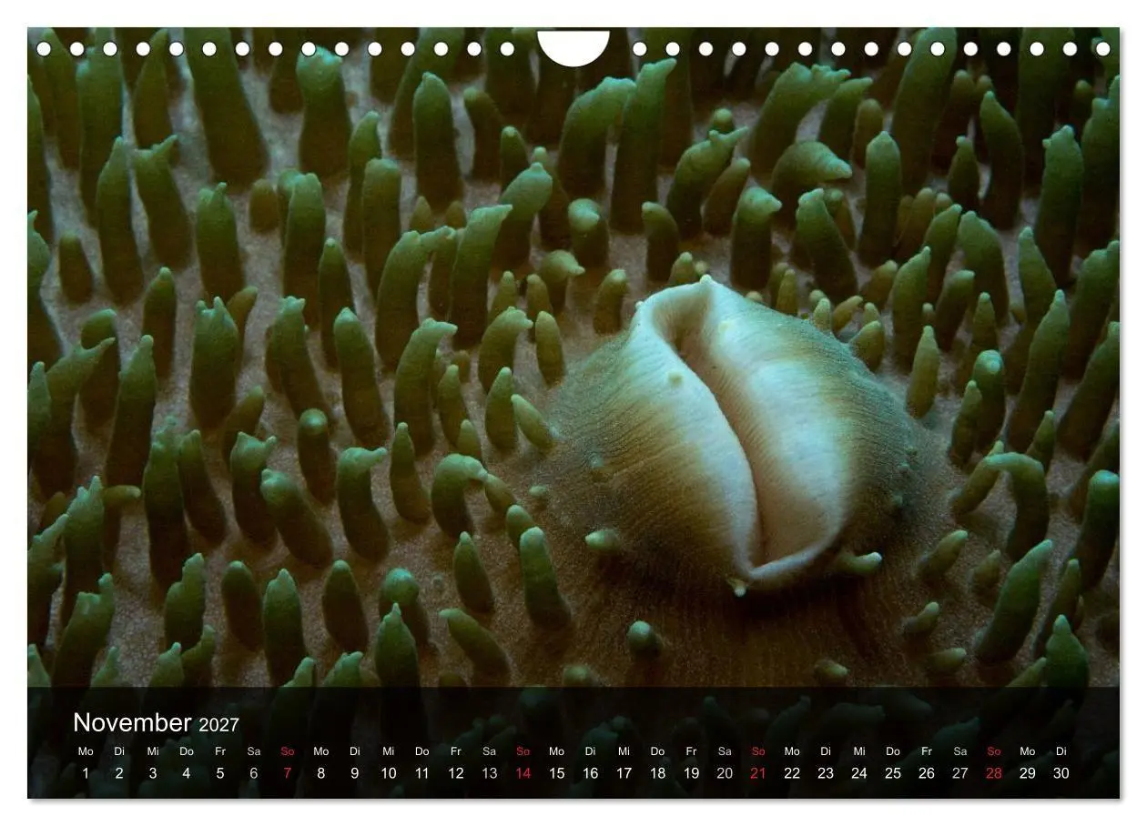 Bild: 9783594101780 | Unterwasser Strukuren (Wandkalender 2027 DIN A4 quer), CALVENDO...
