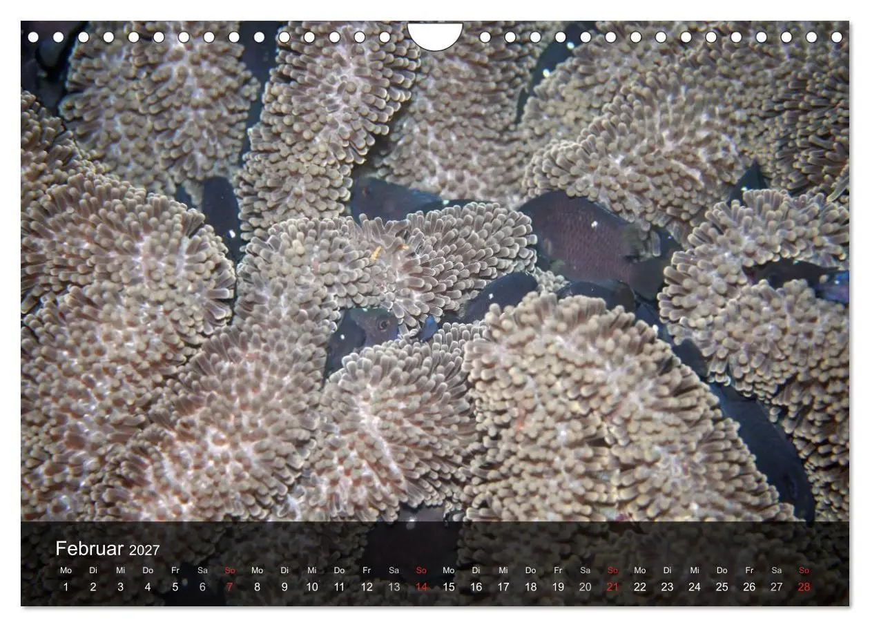 Bild: 9783594101780 | Unterwasser Strukuren (Wandkalender 2027 DIN A4 quer), CALVENDO...