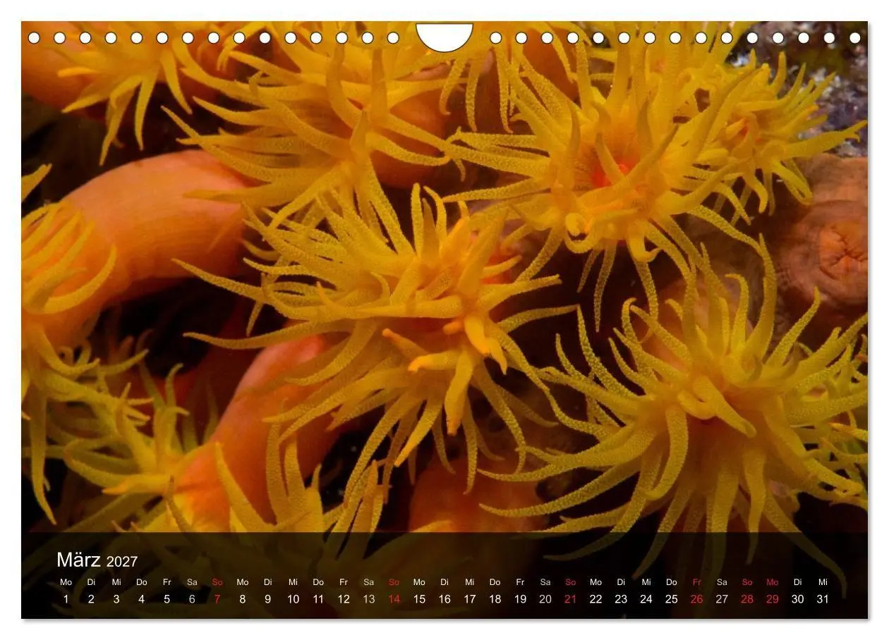 Bild: 9783594101780 | Unterwasser Strukuren (Wandkalender 2027 DIN A4 quer), CALVENDO...