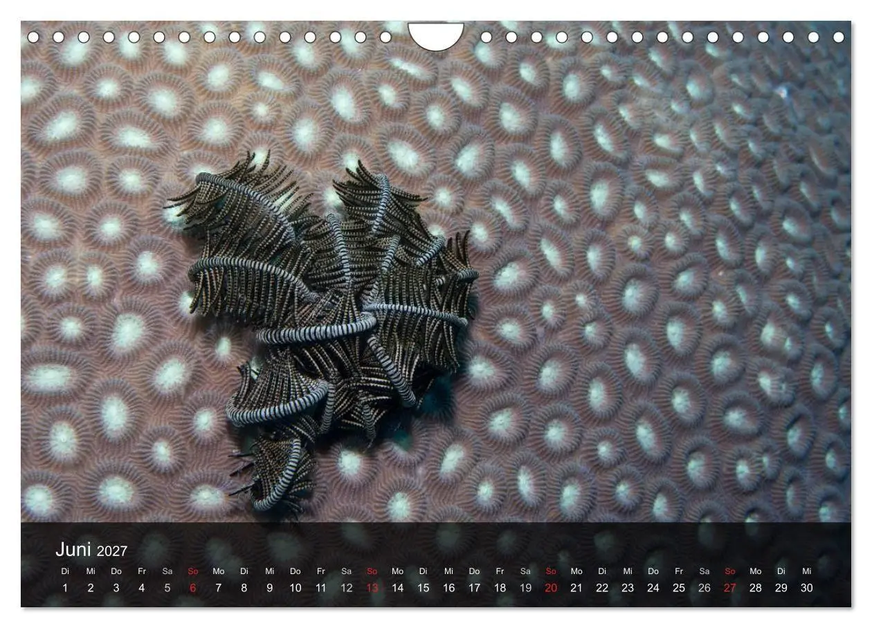 Bild: 9783594101780 | Unterwasser Strukuren (Wandkalender 2027 DIN A4 quer), CALVENDO...