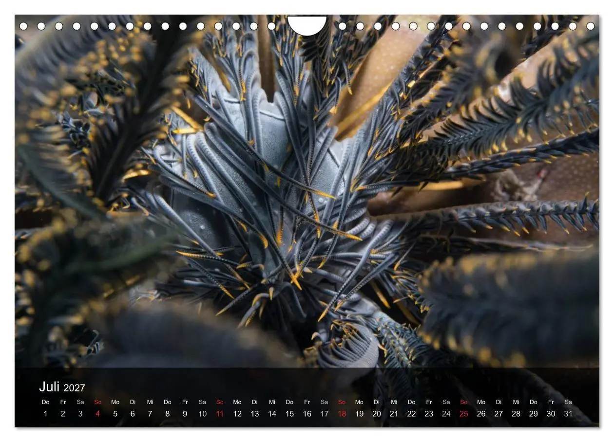 Bild: 9783594101780 | Unterwasser Strukuren (Wandkalender 2027 DIN A4 quer), CALVENDO...