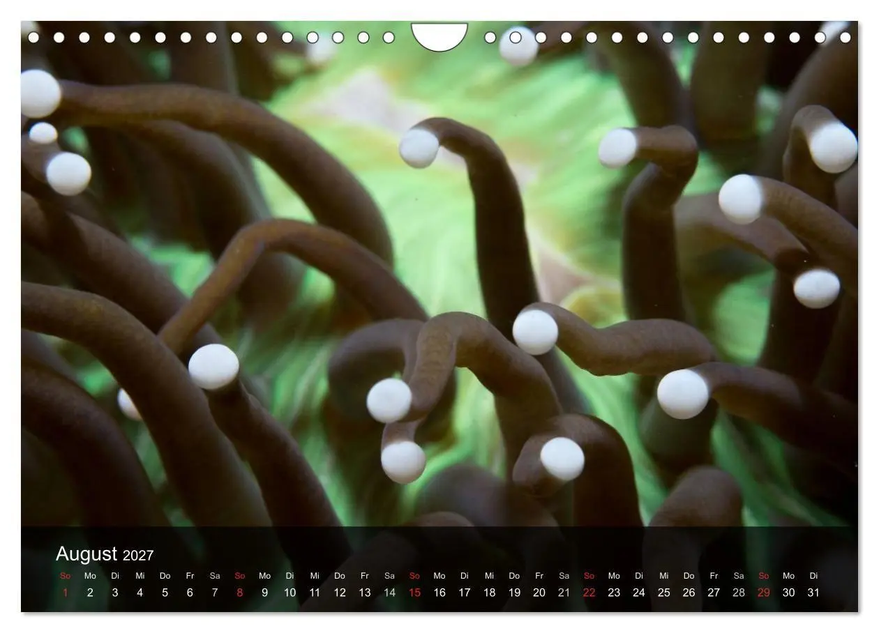 Bild: 9783594101780 | Unterwasser Strukuren (Wandkalender 2027 DIN A4 quer), CALVENDO...