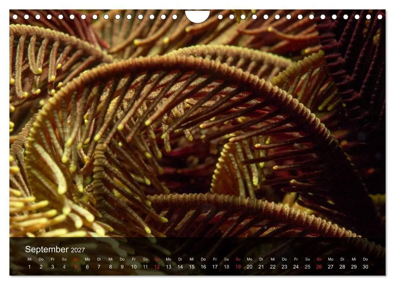Bild: 9783594101780 | Unterwasser Strukuren (Wandkalender 2027 DIN A4 quer), CALVENDO...