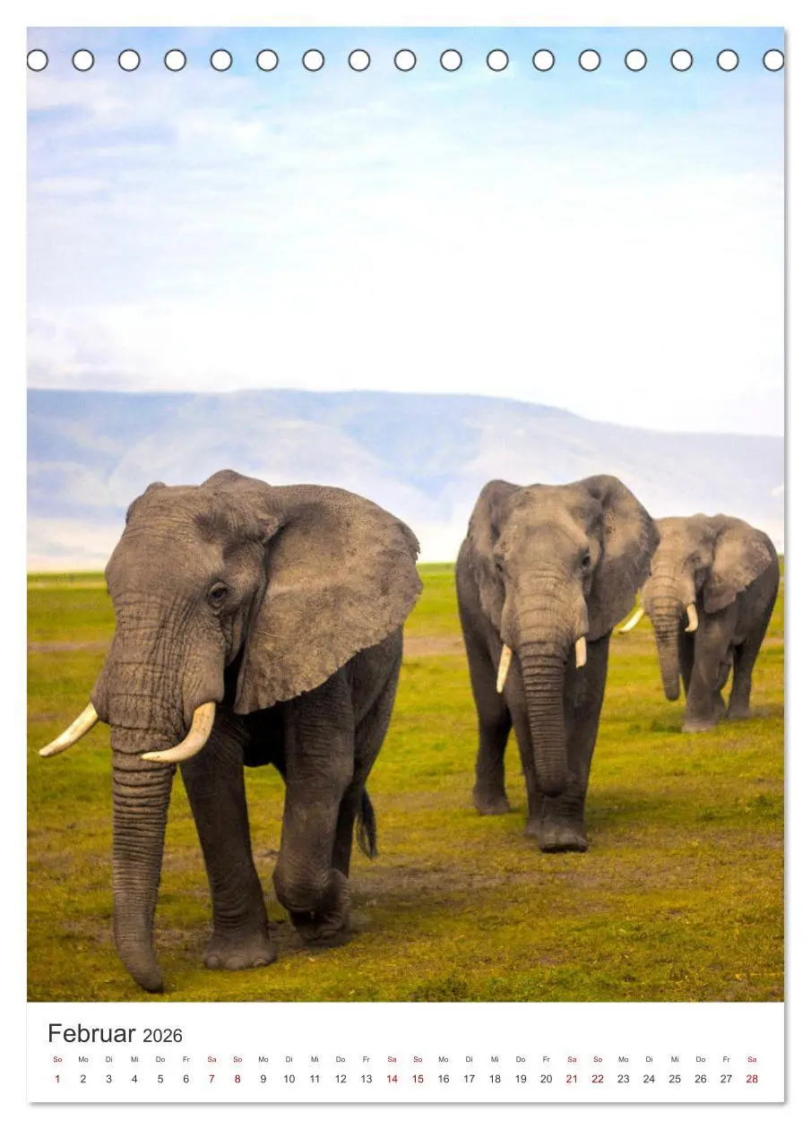Bild: 9783516351880 | Elefanten - Die Herzeroberer der Tierwelt. (Tischkalender 2026 DIN...